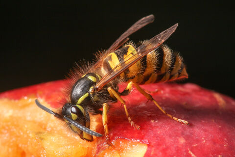 Common wasp | The Wildlife Trusts