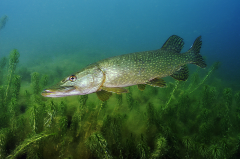 Pike  The Wildlife Trusts