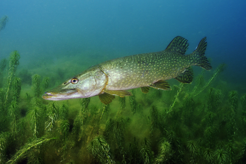 Feed And Grow Fish : Pike