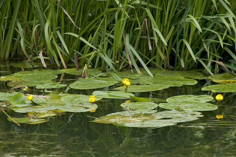Yellow Water Lily The Wildlife Trusts Yellow Water Lily The Wildlife Trusts