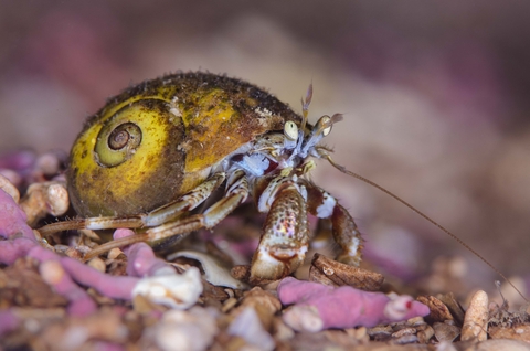 Hermit crab | The Wildlife Trusts
