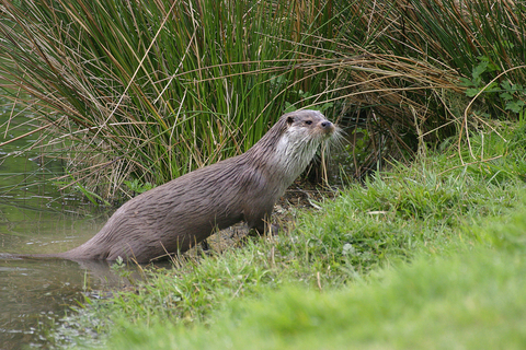 See otters | The Wildlife Trusts