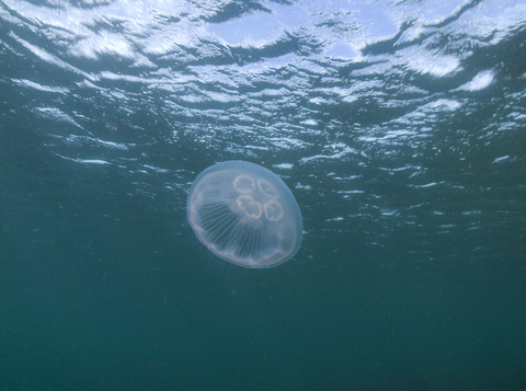 Moon Jellyfish The Wildlife Trusts