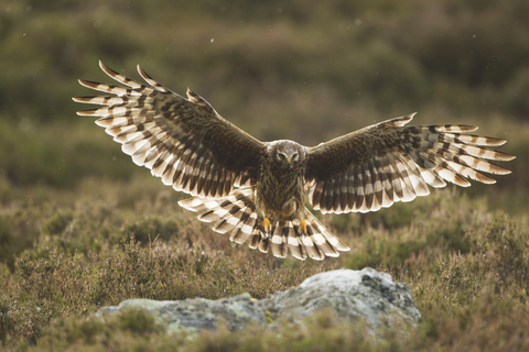 Cornwall Wildlife Trust - Five frequently sighted birds of prey in