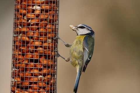 Garden Bird Identifier Chart