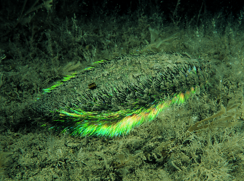 Sea mouse | The Wildlife Trusts