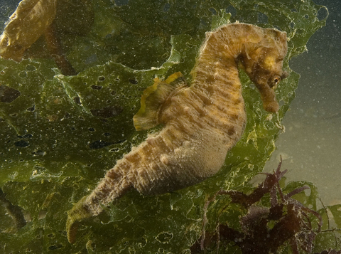 Short-snouted seahorse | The Wildlife Trusts