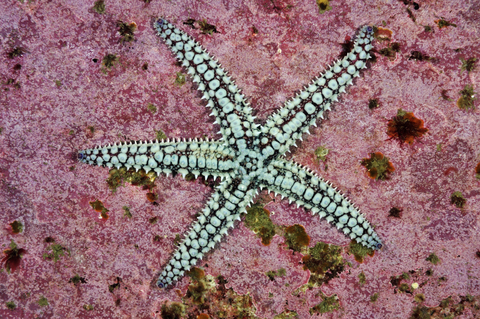 Spiny starfish | The Wildlife Trusts