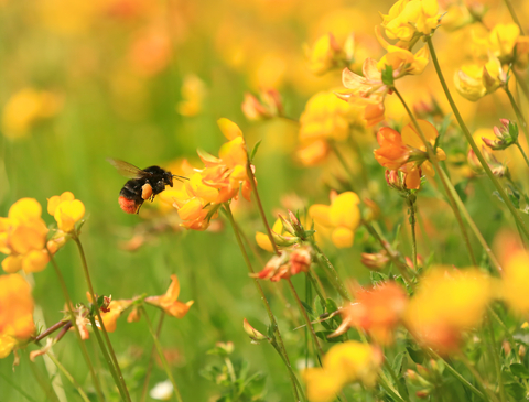 Red-tailed bumblebee | The Wildlife Trusts