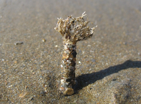 Sand mason worm  The Wildlife Trusts