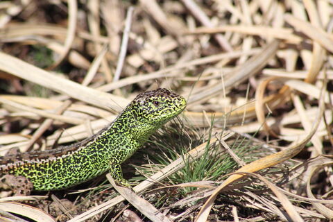 Sand lizard | The Wildlife Trusts