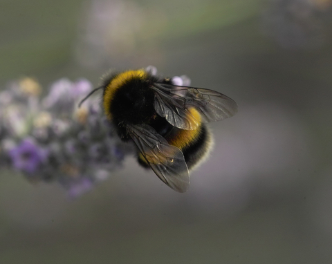 White-Tailed Bumblebee | The Wildlife Trusts