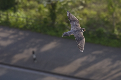 Bird of Prey Calls and Identification UK - Woodland Trust