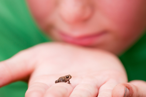 Tiny Frogs: Find your favorite choice on !