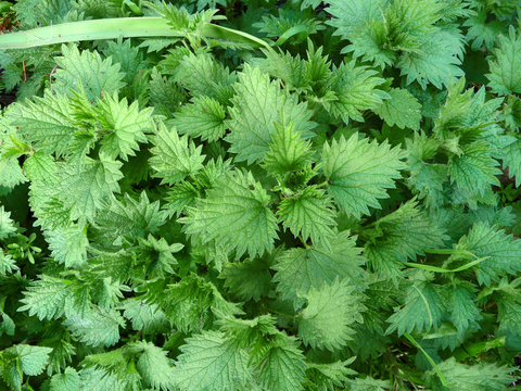 On Nature column: Irritant stinging nettle an important resource for  wildlife, Columns