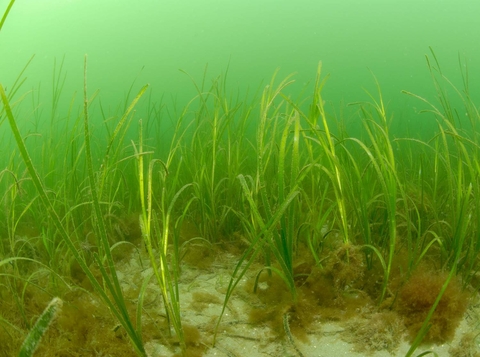 Seagrass Meadows on the Ocean Floor