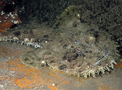 Treaser Fish Offshore Treasures | The Wildlife Trusts