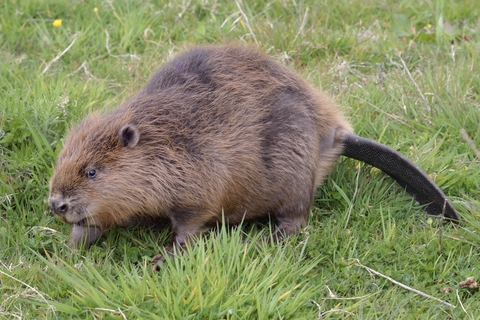 Adopt Me Beaver Pet