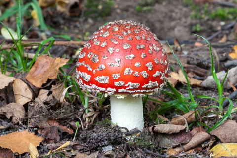 Fly agaric The Wildlife Trusts