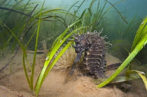 Tiny creatures of the sea or seashore | The Wildlife Trusts