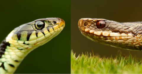 Grass snake - Grass snakes and humans  Young People's Trust For the  Environment