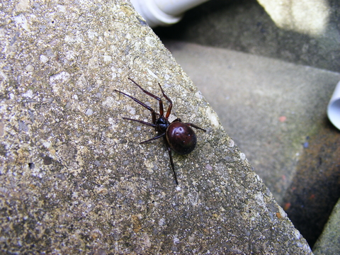 False widow spider | The Wildlife Trusts