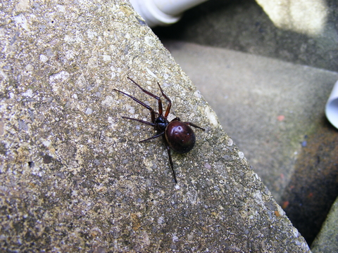 black widow spider web identification