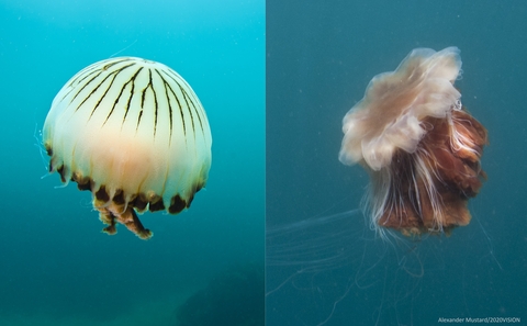 blue jellyfish species