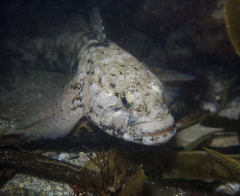 Giant goby | The Wildlife Trusts