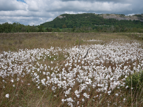 Raised bog | The Wildlife Trusts Raised bog | The Wildlife Trusts