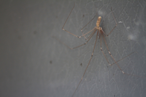 Daddy-long-legs with babies : r/spiders