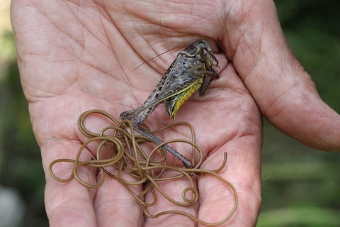 Horsehair worm | The Wildlife Trusts