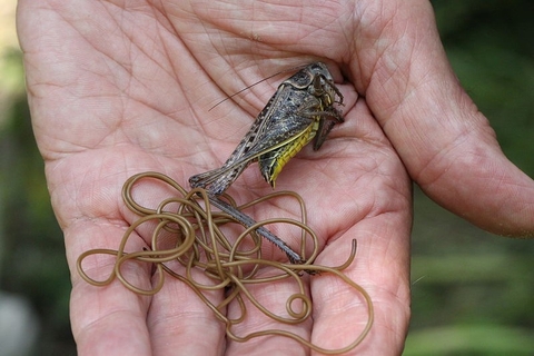 Horsehair worm | The Wildlife Trusts Horsehair worm | The Wildlife Trusts