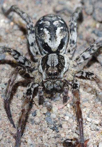 Spiders of the quantum realm… | The Wildlife Trusts