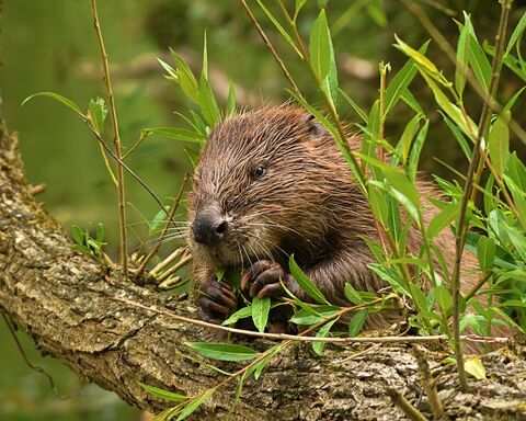 Historic moment for Welsh beavers | The Wildlife Trusts