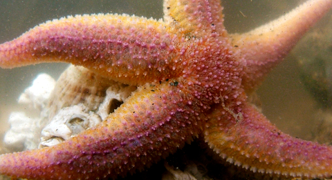 Common starfish  The Wildlife Trusts
