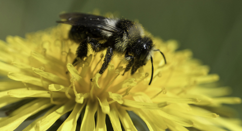 Ashy%2520mining%2520bee%2520%2528Andrena
