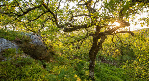 Rainforest Explorers The Wildlife Trusts Rainforest Explorers The Wildlife Trusts