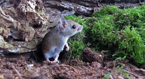 Wood mouse The Wildlife Trusts