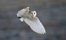 Barn Owl - David Tipling