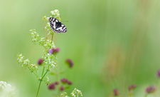 meadow Wildlife Trust