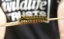 caterpillar