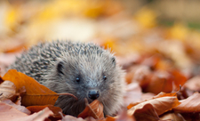 Hedgehog in autumn leaves