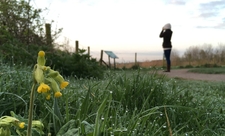 Cowslip and dew-soaked grass as a woman is birdwatching