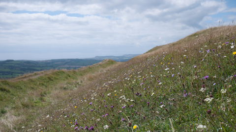 Lowland calcareous grassland The Wildlife Trusts