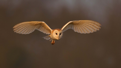 Barn owl