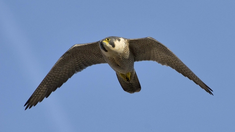 Peregrine Falcon The Wildlife Trusts