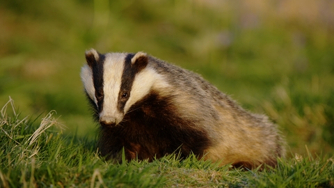 European badger | The Wildlife Trusts