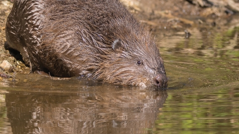 Beaver
