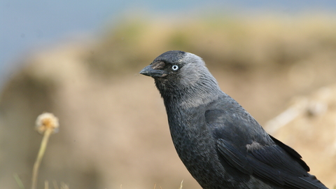 Jackdaw